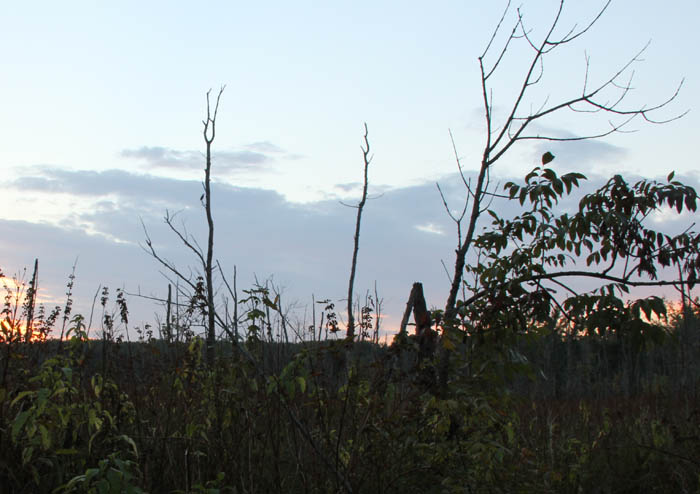 Swamp at Sunset